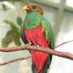 Trogons